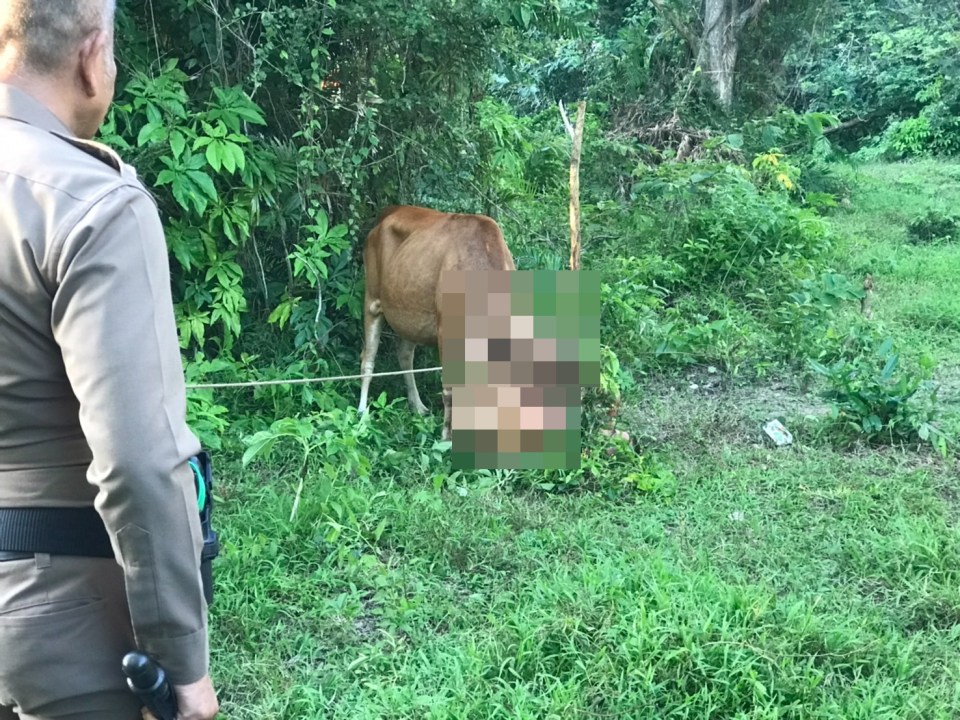 The female cow was tied to a wooden fence in a field in Surat Thani