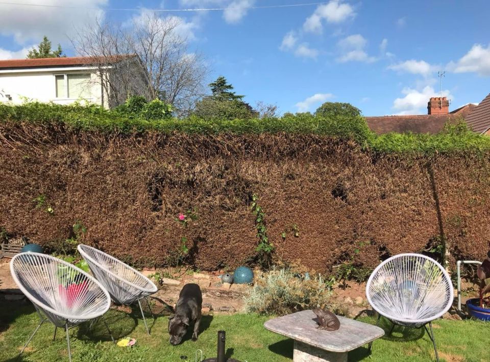 A gardening fan was in need of some quick advice to help revive her bushes