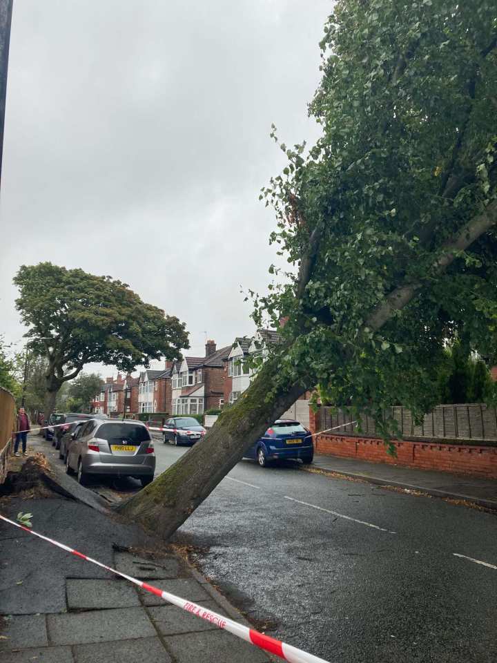 A huge tree has fallen on Leighton Road in Old Trafford in Manchester