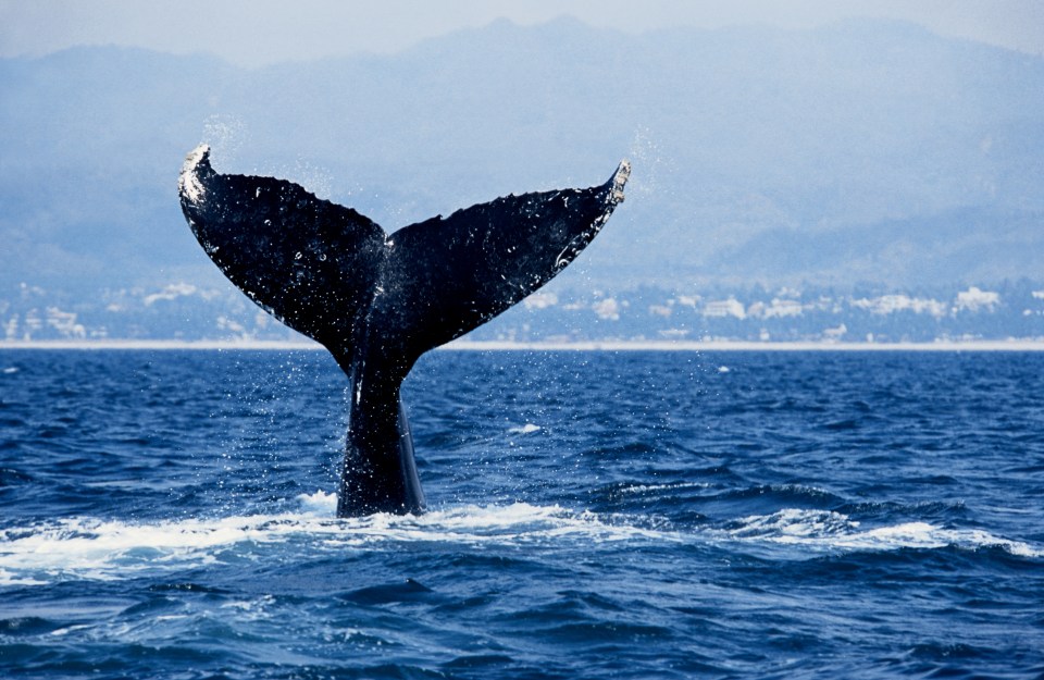 the tail of a humpback whale is visible in the water