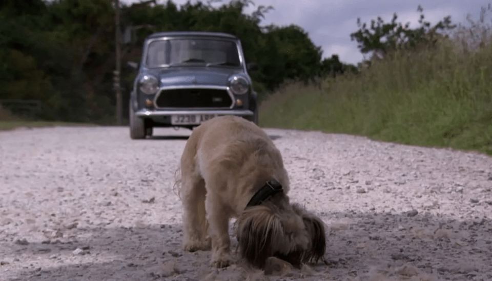 a dog sniffing the ground in front of a car with license plate jz38 lbf