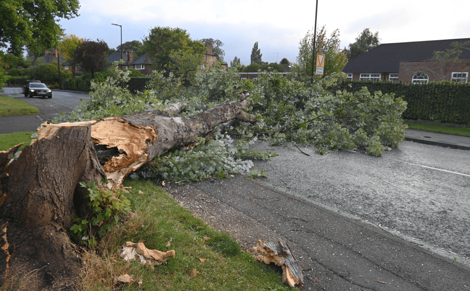 a tree that has fallen on the side of the road