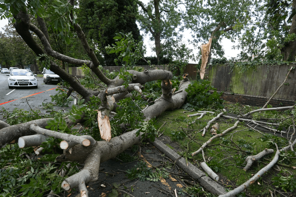 a tree that has been knocked over by a storm