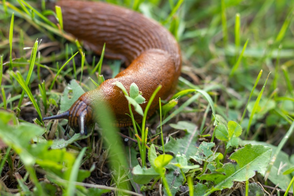 A gardening professional has revealed a 'standard hack' to help prevent slugs