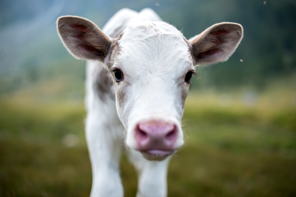 Polly Dugmore rescued a whole herd of calves which were in danger of drowning