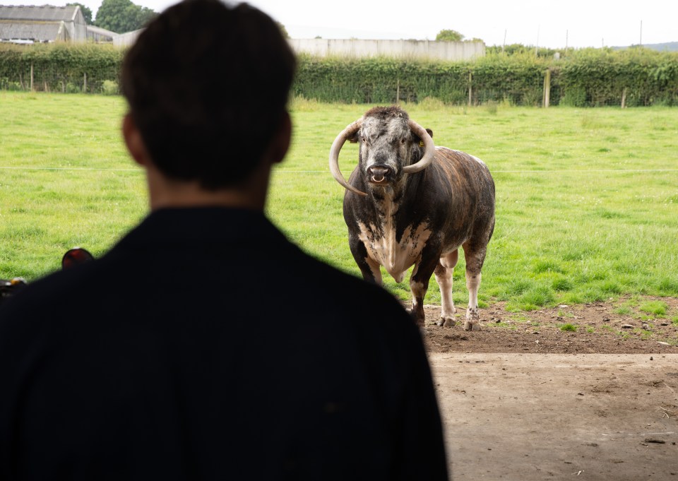 The mechanic finds himself face to face with a bull