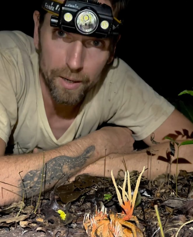 Each species of Cordyceps infects a different type of invertebrate, and the type that targets tarantulas is rare, according to Ketola