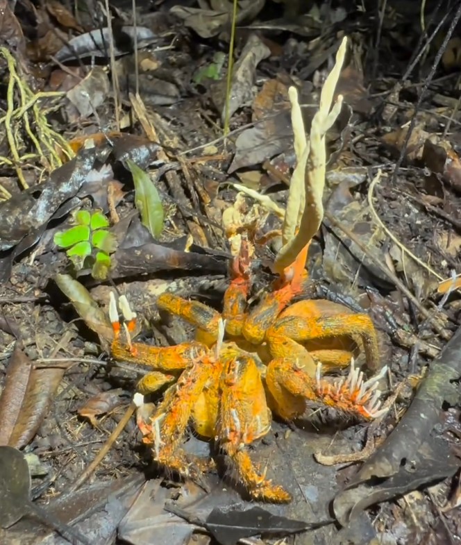 When Cordyceps infect a living host, it can seize control of the mind and motor functions