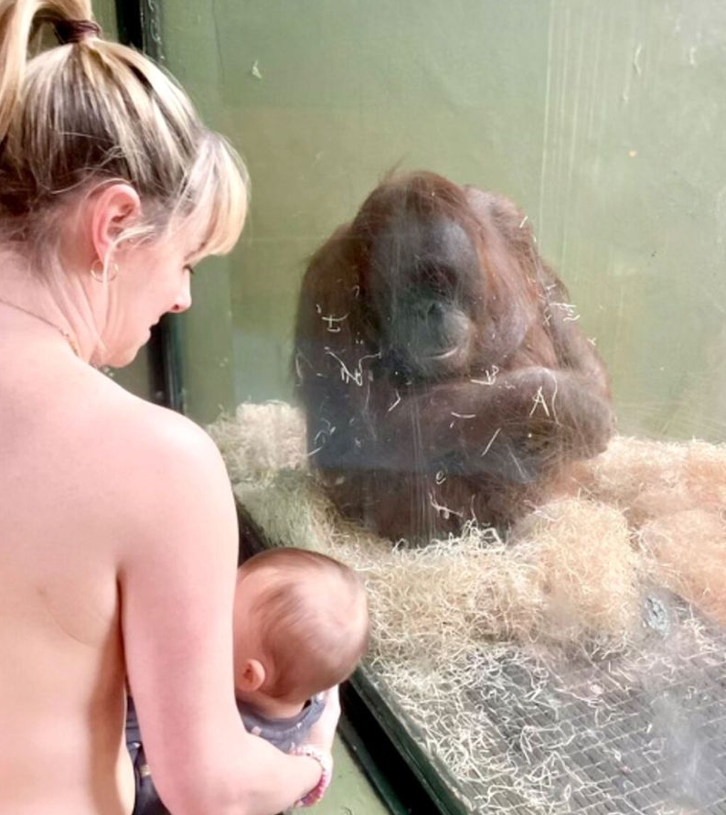 a woman holding a baby looking at an orangutan in a glass cage