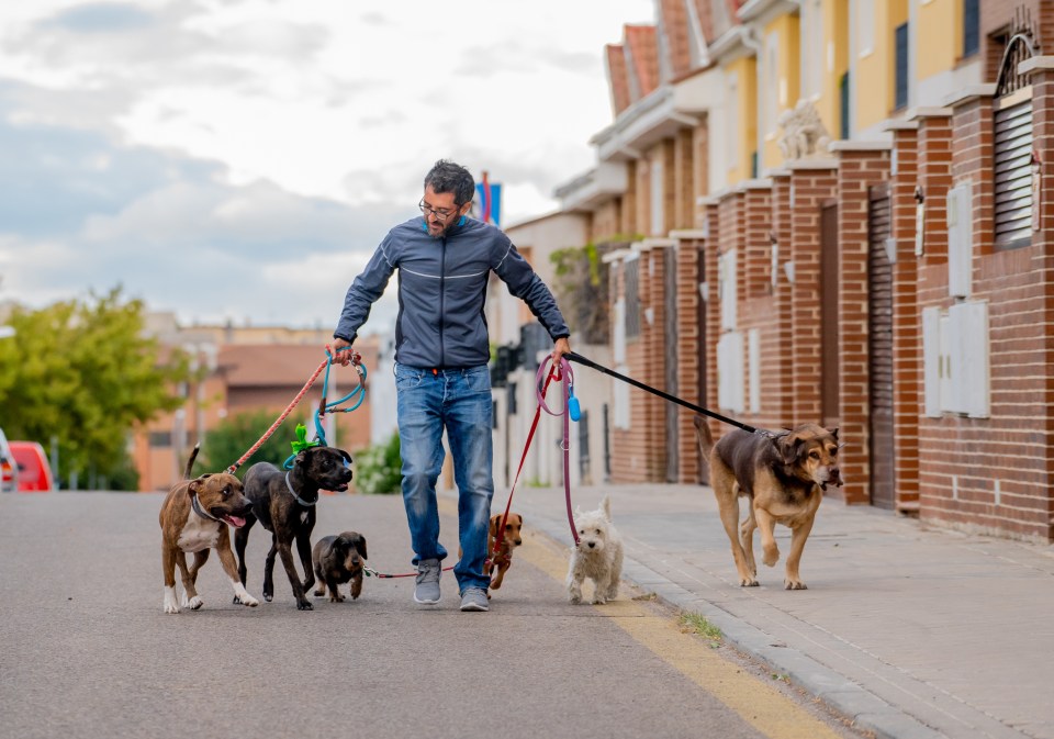 Taking dogs out on walks can earn cash and also help you exercise