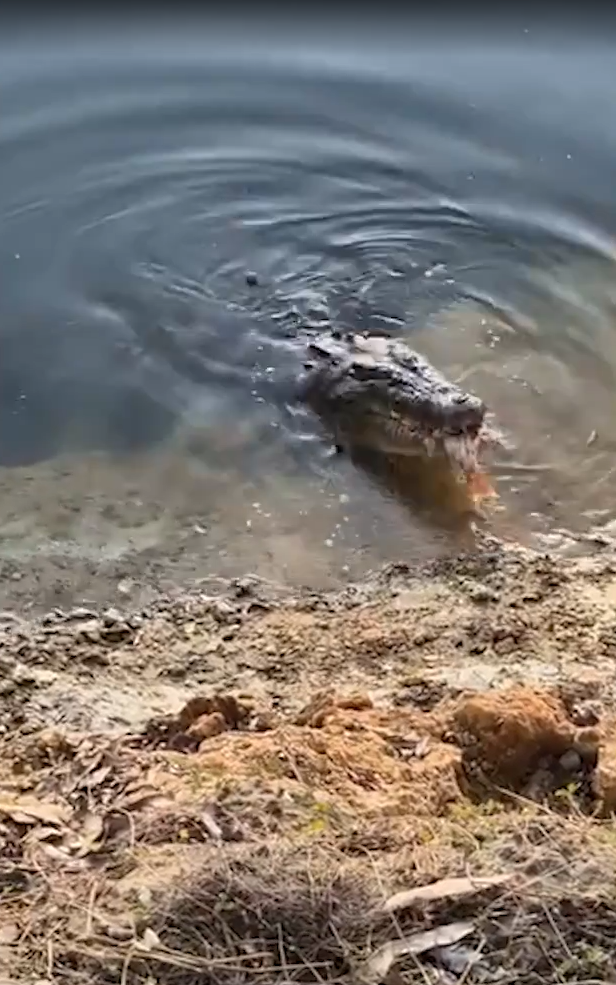 A video before the incident showed a group of people feeding a crocodile despite it being illegal