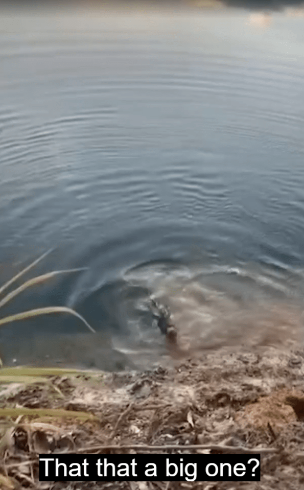 a video of a crocodile in the water with the caption that that a big one