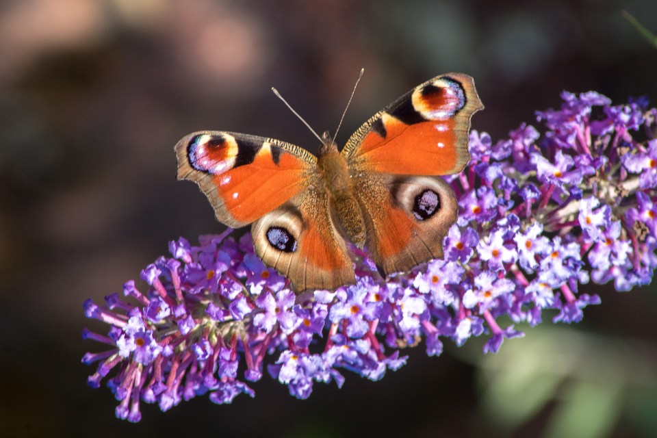 a butterfly is perched on a purple flower