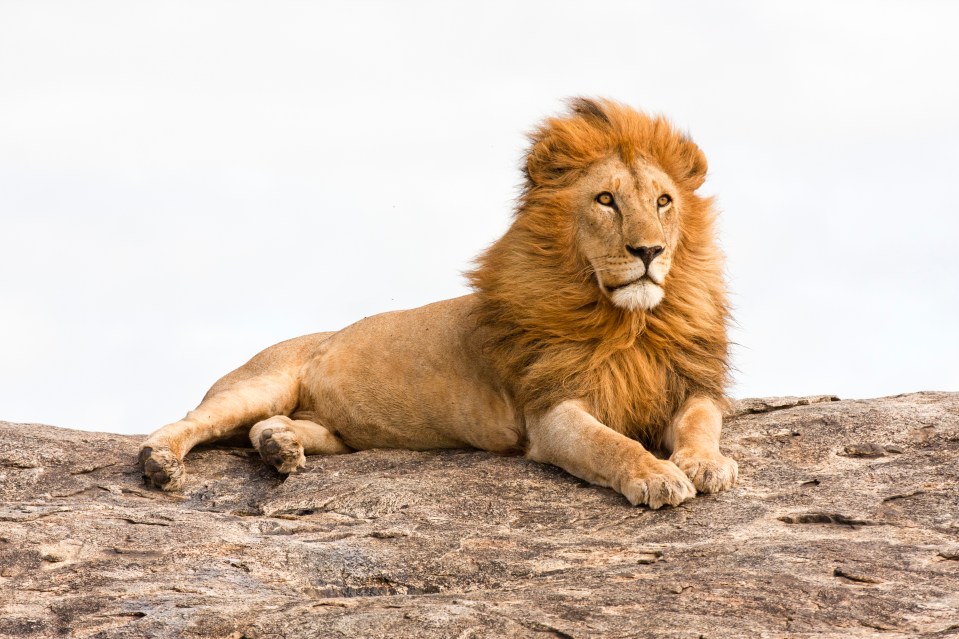 a lion laying on a rock with a white background