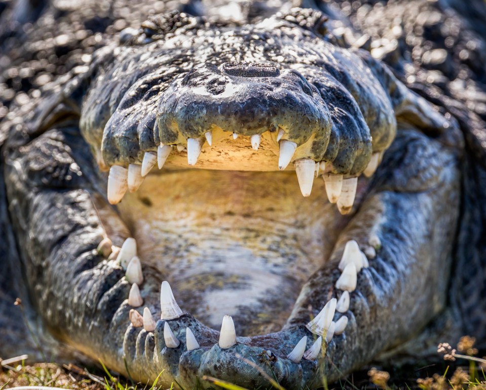 The crocodile hasn't been captured yet (stock image)