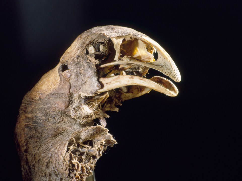 As there are so many well-preserved remains being stored, DNA could be extracted and used to recreate the bird