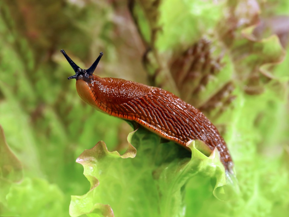 A gardener has shared his top advice for banishing slugs from your garden this summer