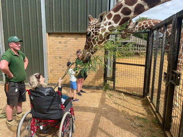 a woman in a wheelchair is feeding a giraffe