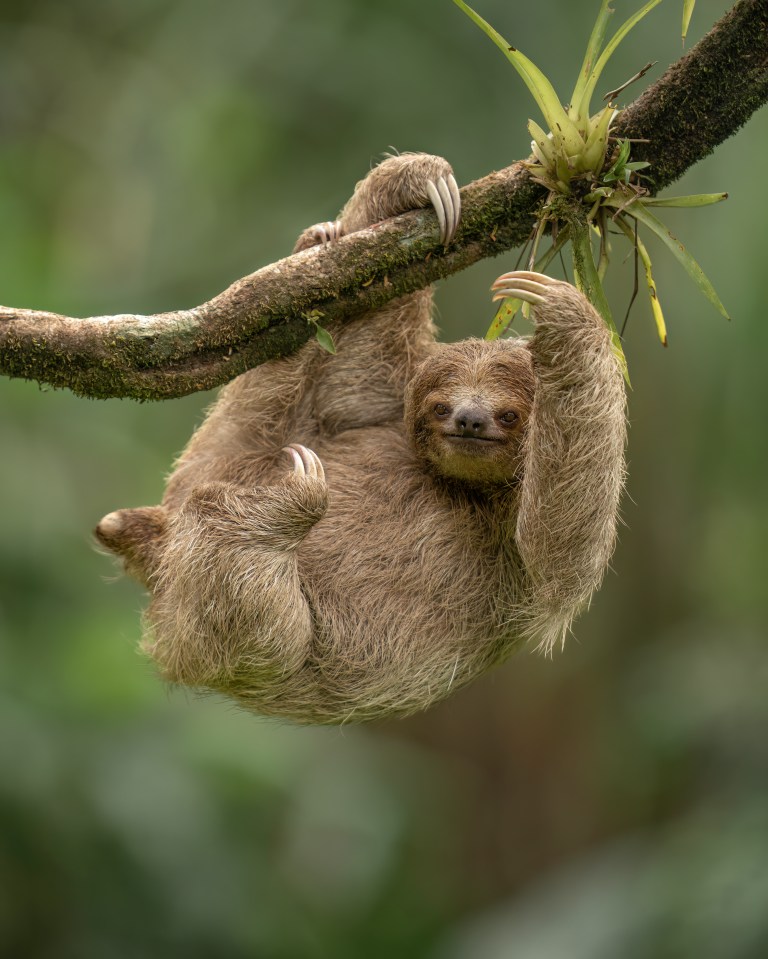 Oropouche is usually found in sloths living in the Amazon rainforest