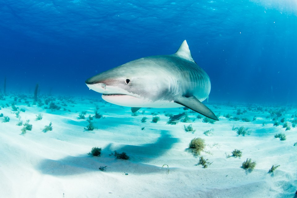 The sharks usually measure about nine feet