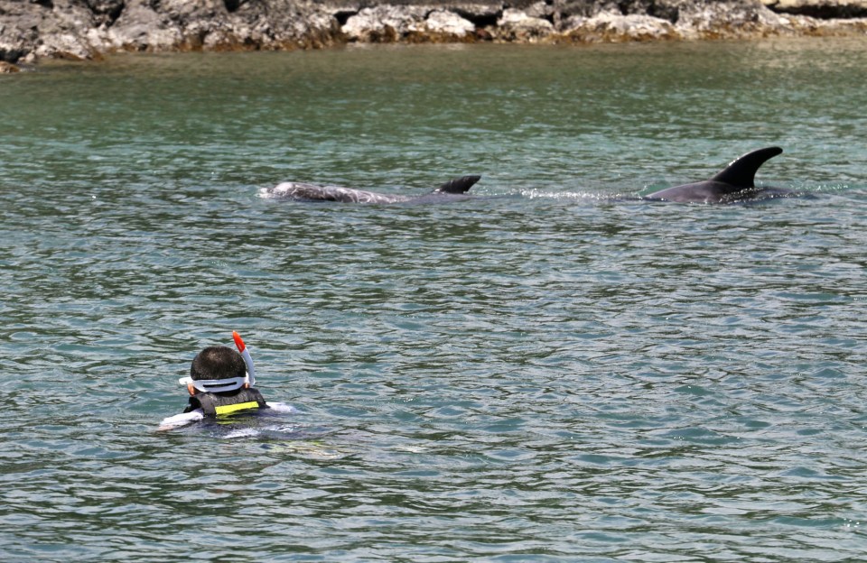 two dolphins are swimming near a person in the water