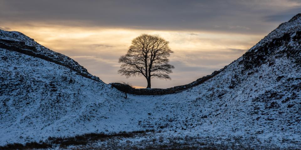 Channel 4 will make a true-crime doc on the Sycamore Gap felling