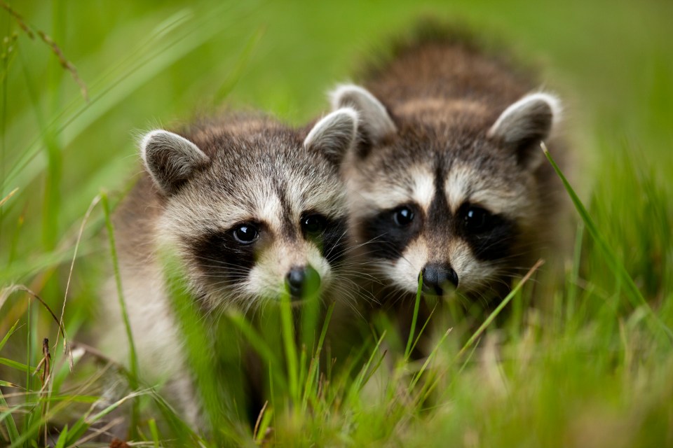 Six raccoons have tested positive for the deadly parasite