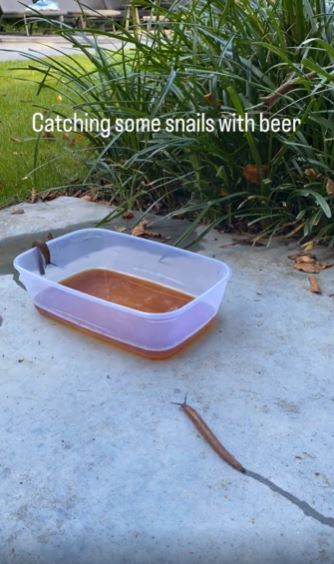 The gardener placed a tub of beer in the garden and it wasn't long before the slugs began to smell it out