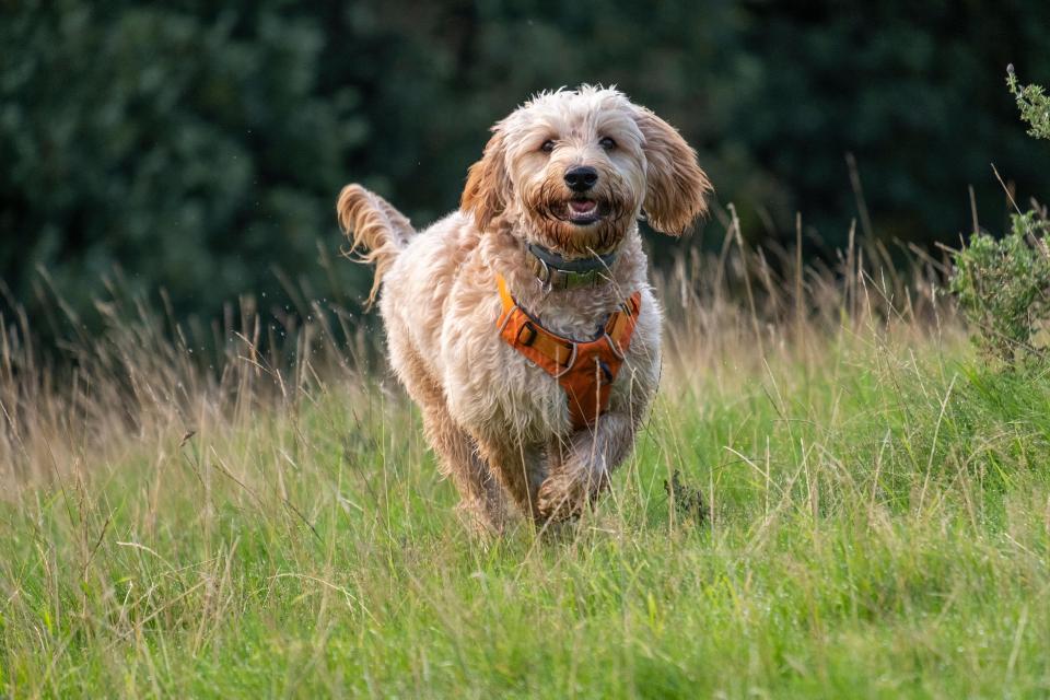 The spikey grass seeds are especailly bad for dogs with a long coat