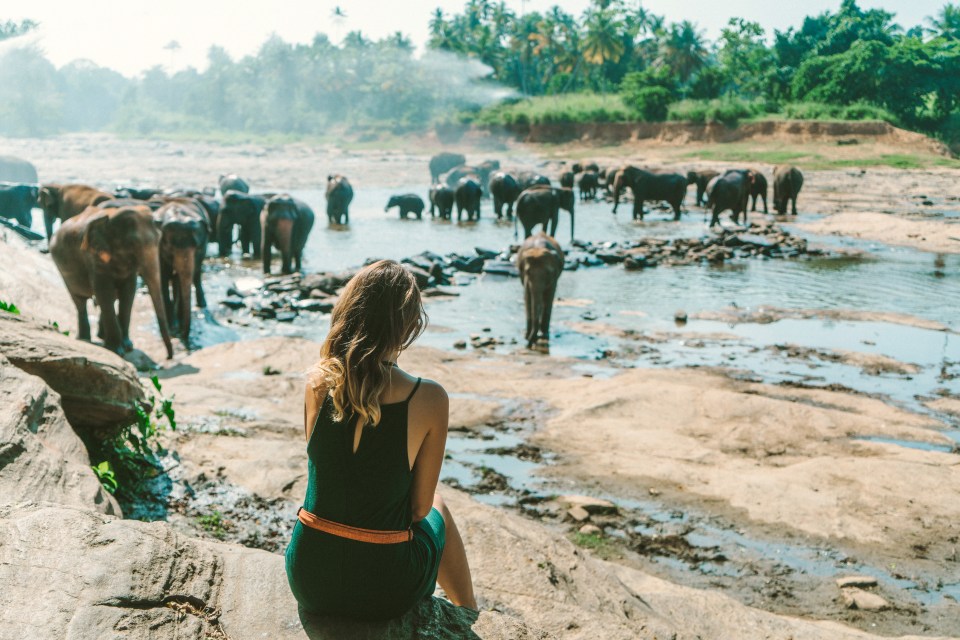 a woman sits on a rock looking at a herd of elephants