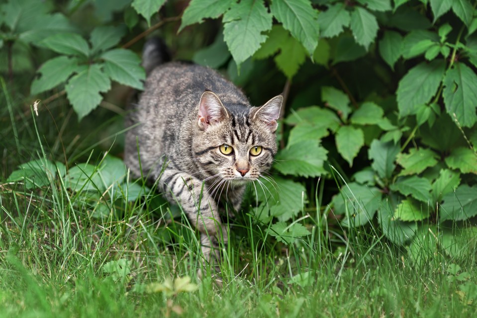 a cat with yellow eyes is walking through the grass