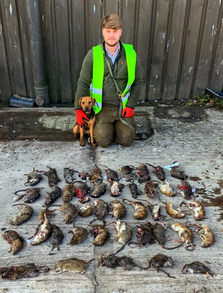 Rat-catcher Kieran Sampler was called out to help - who has killed over 65,000 rats