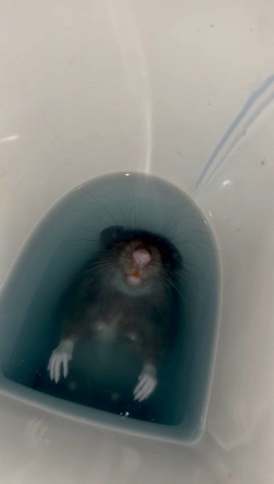 One woman was horrified to find a dead rat floating inside her loo