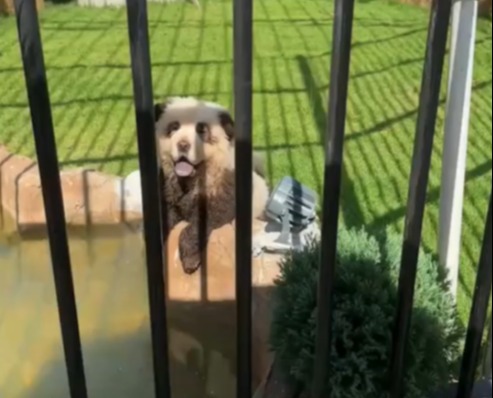 a dog behind a fence looking at the camera