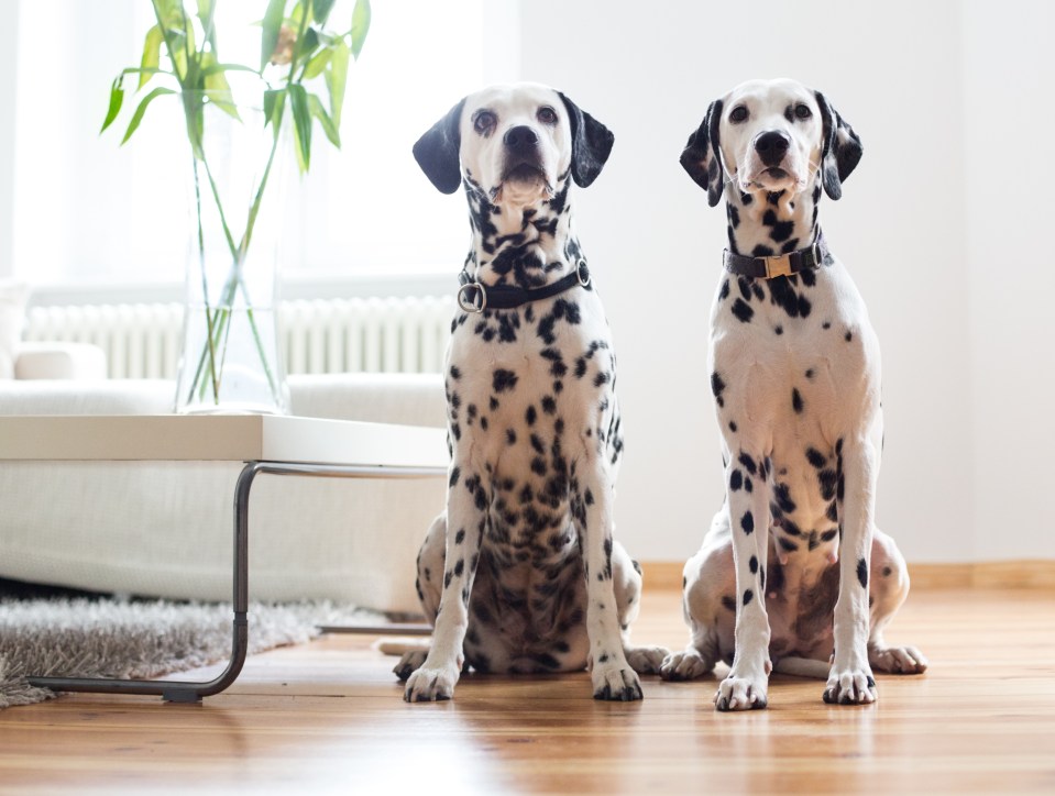 two dalmatian dogs sitting next to each other in front of a vase of flowers