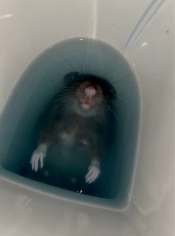 A woman made the horrifying discovery that a rat had made its way into her toilet - while she was using  it