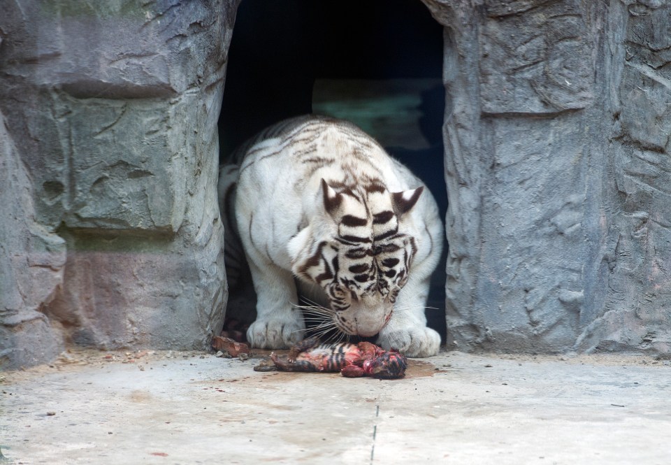 A heartbreaking shot from 2018 shows a tiger trying to nurse its stillborn cub back to life