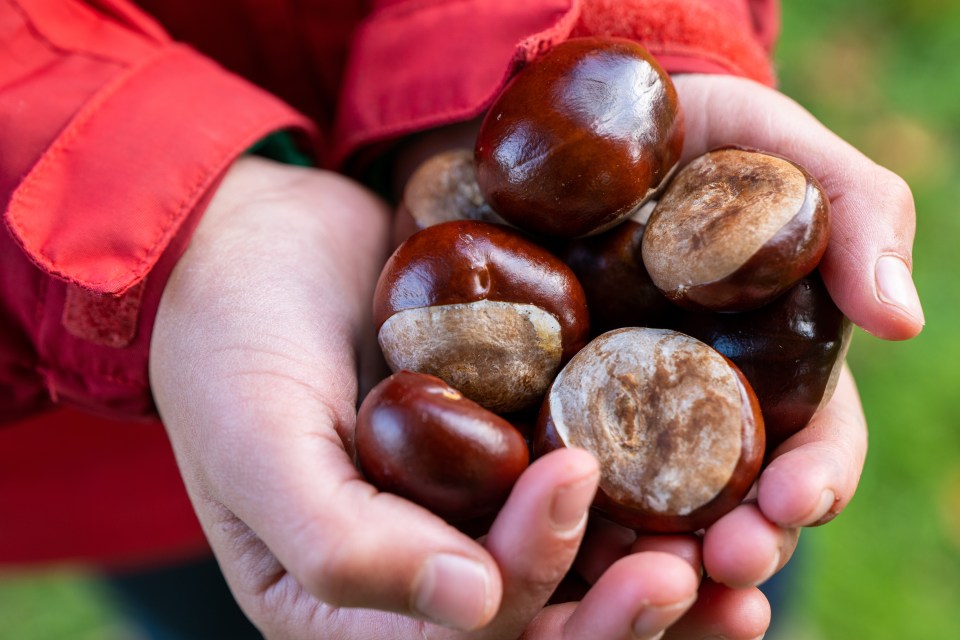 Conkers are said to repel spiders