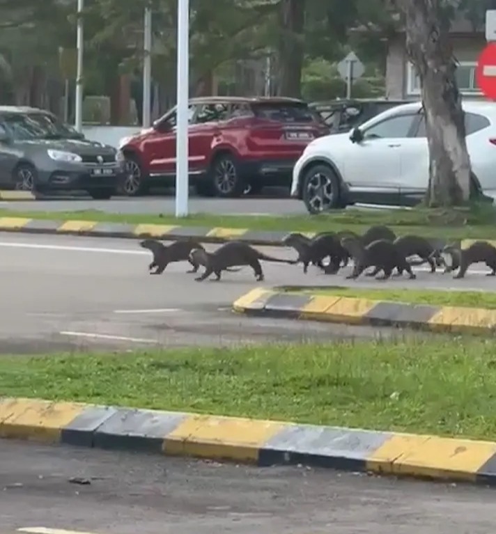 The rampaging otters running through the car park before the attack