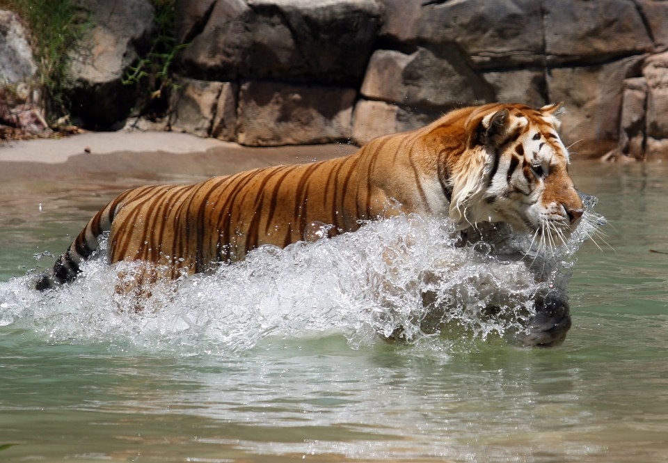 One of the animals splashes around at the tiger enclosure at Dreamworld