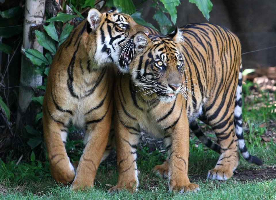 Two young tigers play at Dreamworld theme park, 2010