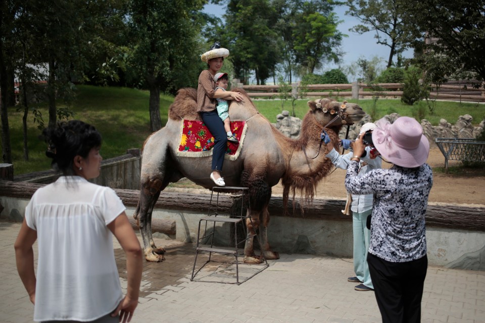 A camel is kept in one place while visitors mount the animal to take pictures