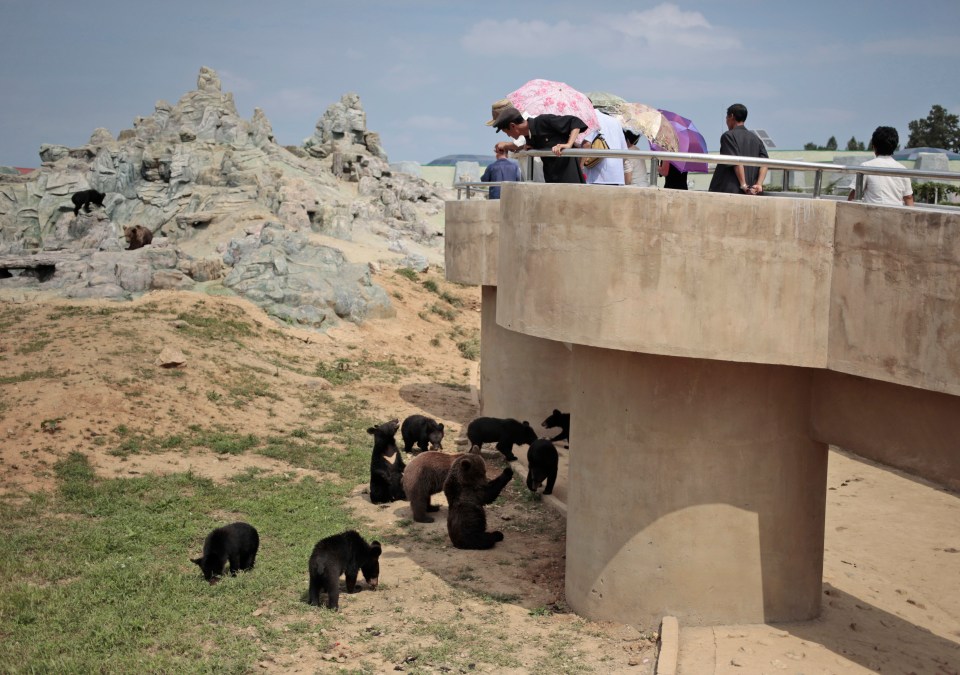 Numerous bears are kept on desert land and gawked at