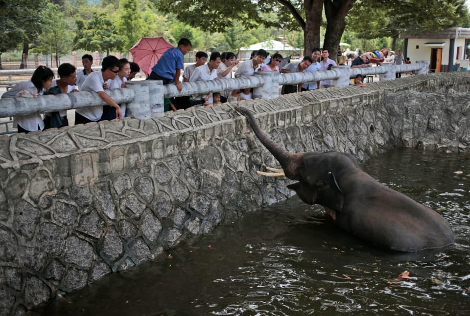 An elephant wading in shallow water at the zoo