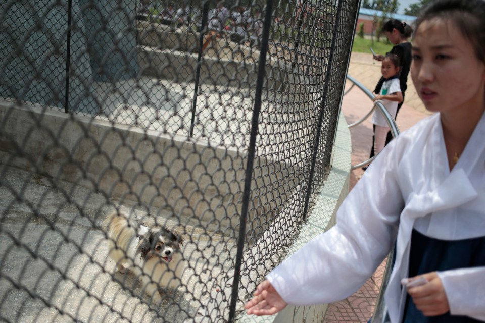 Dogs are even cruelly kept at the zoo