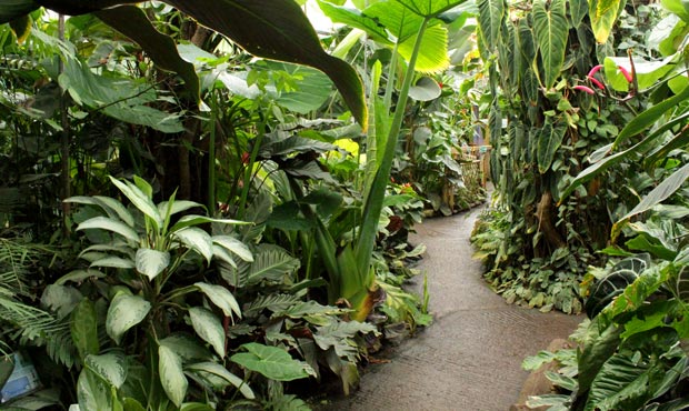 a path in the middle of a lush green forest