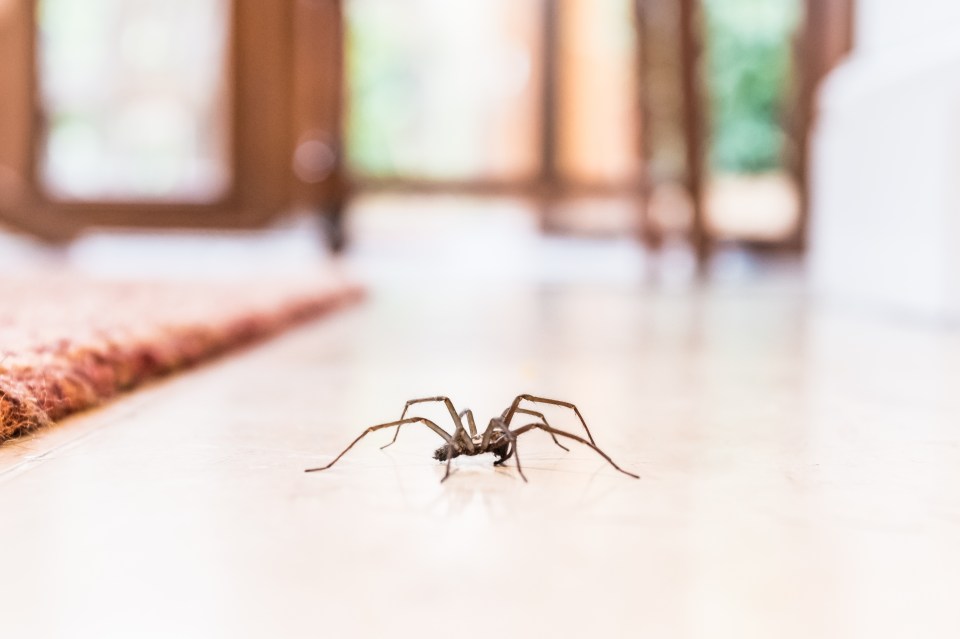 Spiders are looking for a warm spot to start mating