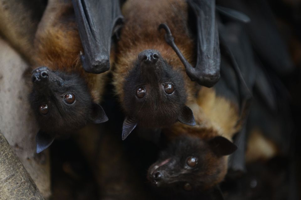 The virus is transmitted from animals like fruit bats and pigs to humans