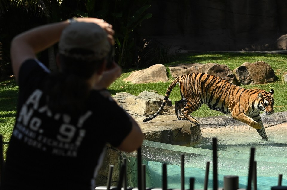 Visitors watch the tigers at Dreamworld, 2020 at the Tiger Island attraction where Melissa was killed