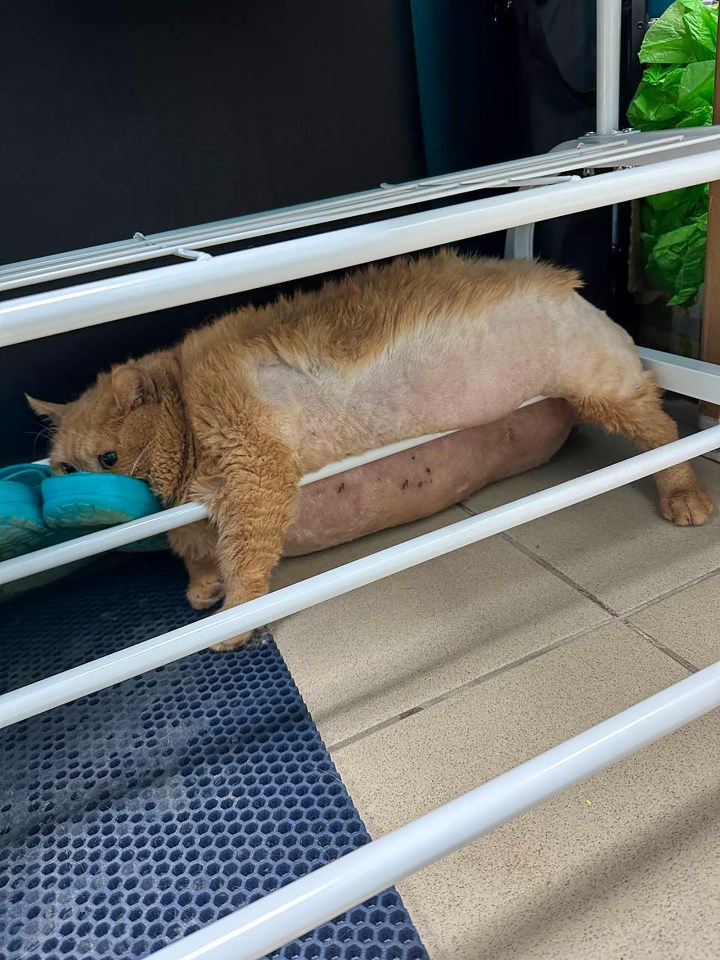 Picture of Crumbs being stuck in a shoe rack while trying to escape a vet centre